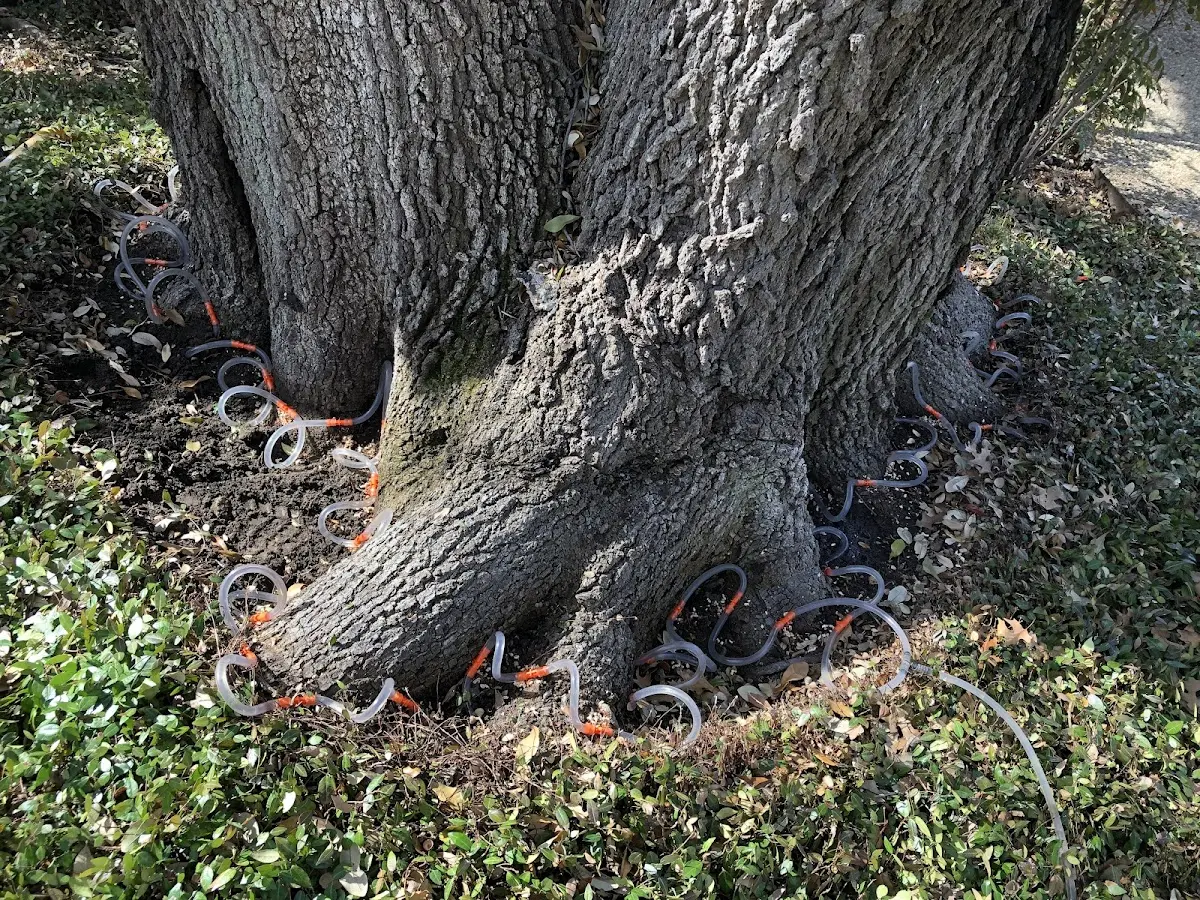Detailed Tree Cabling and Bracing job site in Hackettstown