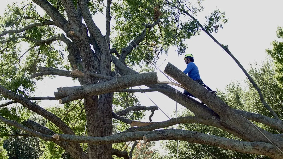 Professional Crown Thinning performed by certified arborists in Hackettstown